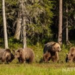 One Of The Female Brown Bears With Her Three Cubs At The Forests Edge Image Captured During The Natureslens Majestic Brown Bears Cubs Of Finland Photography Holiday