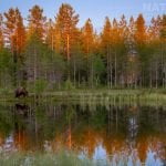 One Of The Large Male Bears Reflected Beautifully In The Lake At The Edge Of The Forest Image Captured During The Natureslens Majestic Brown Bears Cubs Of Finland Photography Holiday