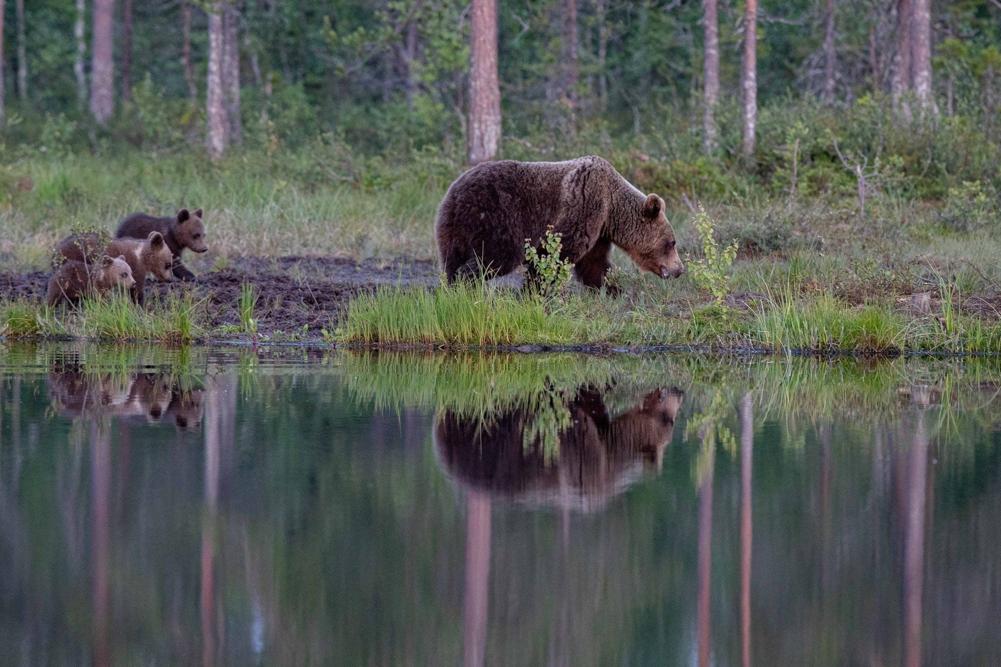One of the large male bears reflected beautifully in the lake image captured during the NaturesLens Majestic Brown Bears Cubs of Finland Photography Holiday 1