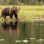 One Of The Larger Adult Brown Bears Reflected Whilst He Takes Pause At The Lake Edge Image Captured During The Natureslens Majestic Brown Bears Cubs Of Finland Photography Holiday