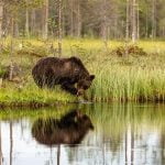 One Of The Larger Bears Reflected Whilst At The Lake Edge Image Captured During The Natureslens Majestic Brown Bears Cubs Of Finland Photography Holiday