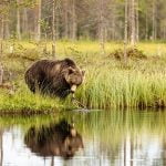 One Of The Larger Brown Bears Reflected Whilst At The Lake Edge Image Captured During The Natureslens Majestic Brown Bears Cubs Of Finland Photography Holiday
