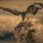 One Of The Many Raptors Of The Estate Lands Gently On A Perch Photographed During The Natureslens Spanish Wildlife Birdlife Of Toledo Photography Holiday