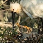 One Of The Spoonbill Nests Found In Kerkinis Dead Forest Photographed During The Spring Birds Of Kerkini Photography Holiday Conducted By Natureslens