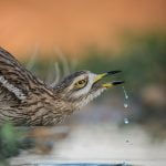 One Of The Stone Curlews Drinks From A Water Hole Within The Estate Photographed During The Natureslens Spanish Wildlife Birdlife Of Toledo Photography Holiday