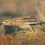 One Of The Stone Curlews Strides Towards A Water Hole Within The Estate Photographed During The Natureslens Spanish Wildlife Birdlife Of Toledo Photography Holiday