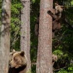 With Her Brown Bear Cubs Safe In A Tree Their Mother Stands Guard Image Captured During The Natureslens Majestic Brown Bears Cubs Of Finland Photography Holiday