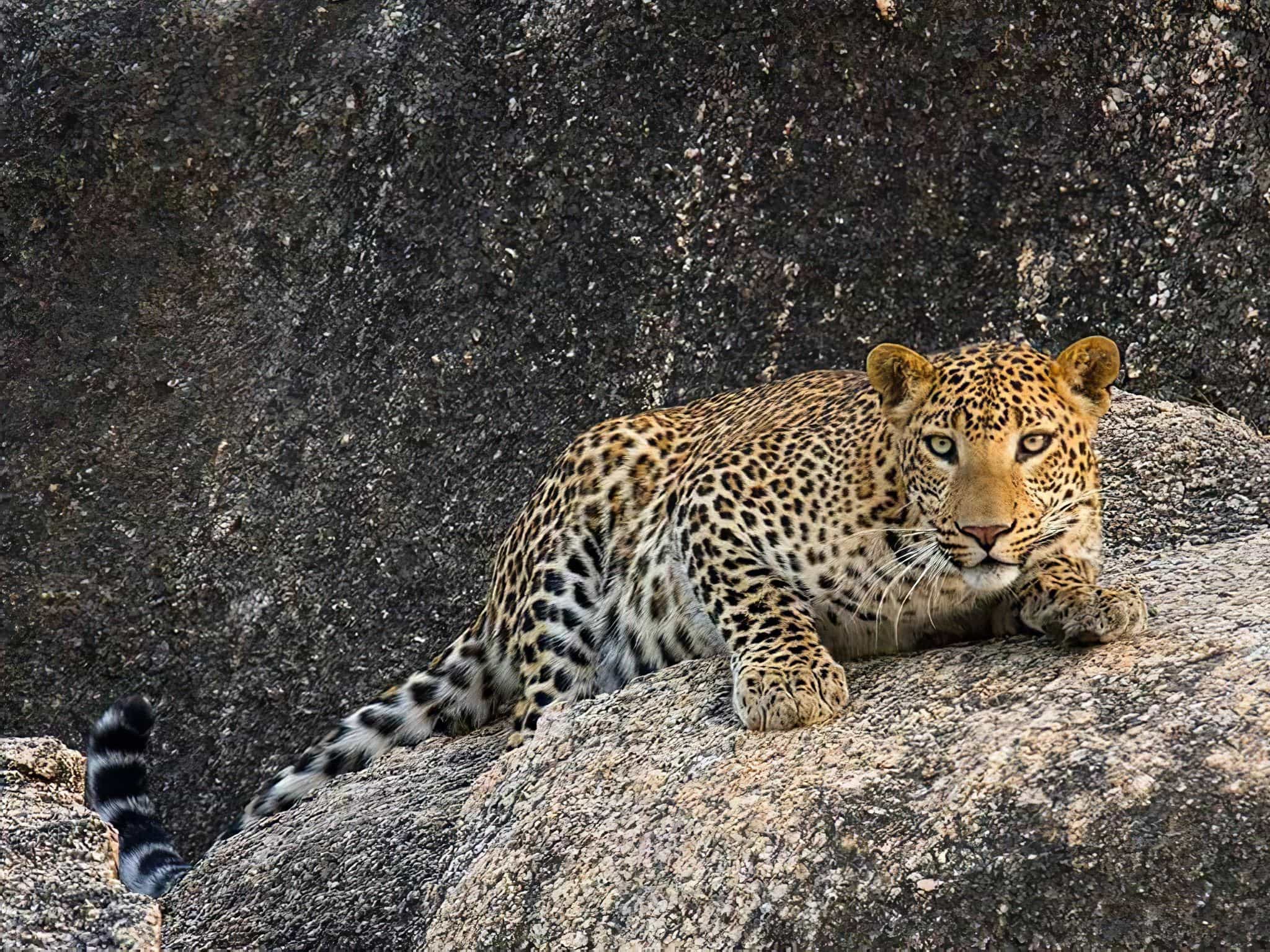 Leopards of India Photography Holiday - NaturesLens