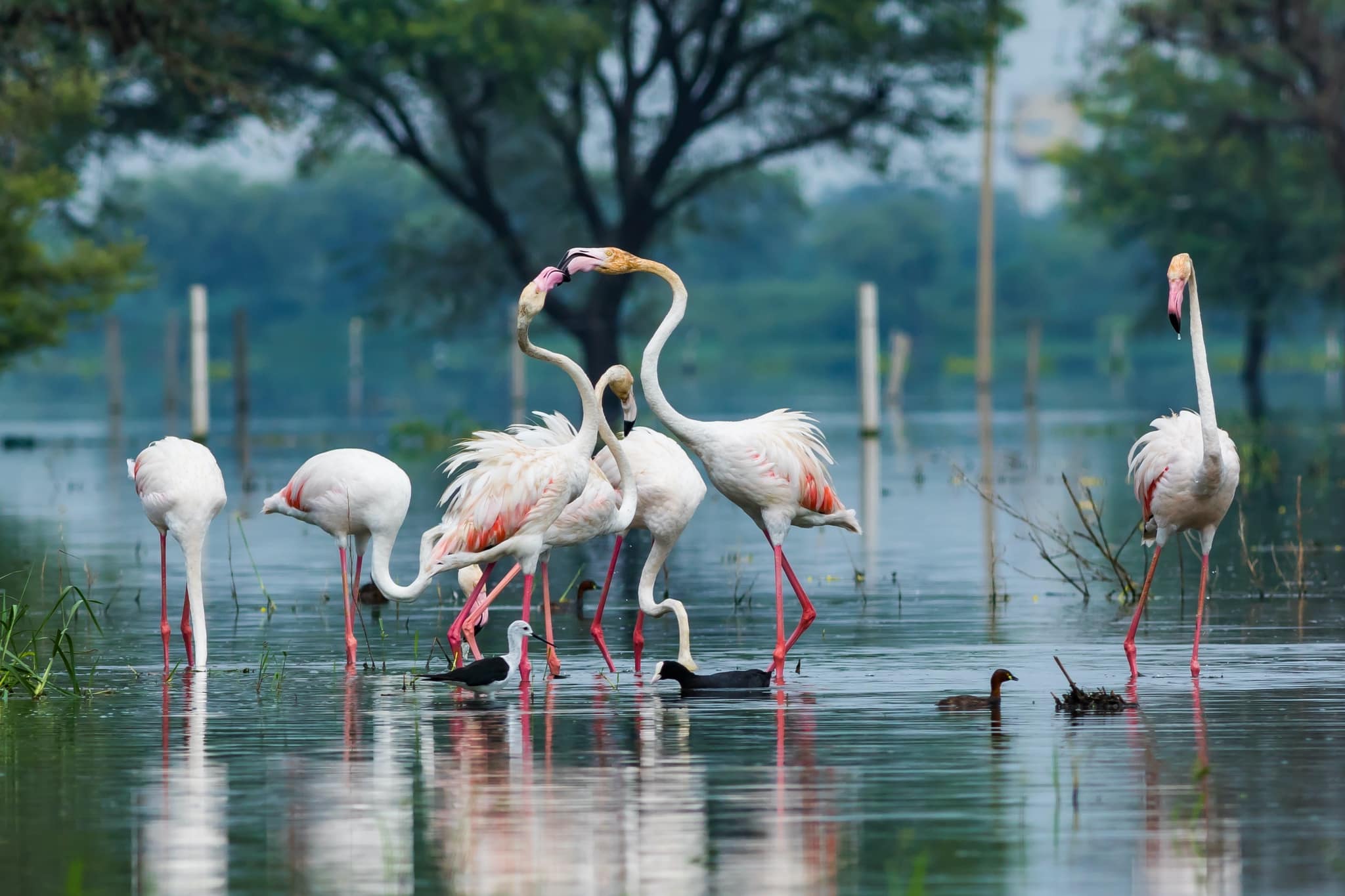A Group Of Flamingo In The Ponds Of Bharatpur Bird Sanctuary Bharatpur Bird Sanctuary Is The Location For The Natureslens Birdlife Of Bharatpur Bird Sanctuary Photography Trip