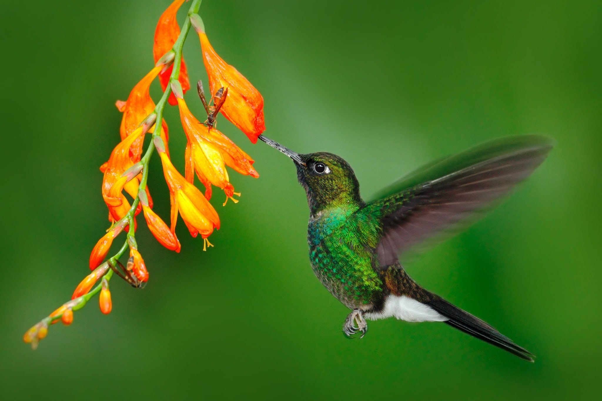 Птичка хамалей. Колибри. Место обитания Колибри. Colibri Hybrid. Kolibri quşlari.