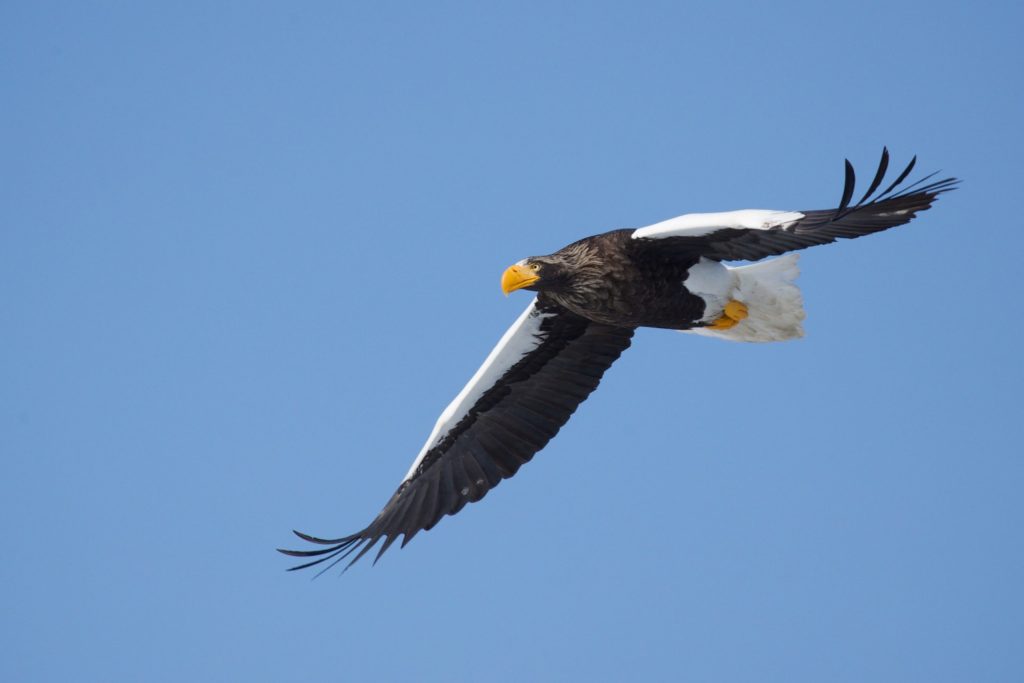 Stellars Sea Eagle in flight