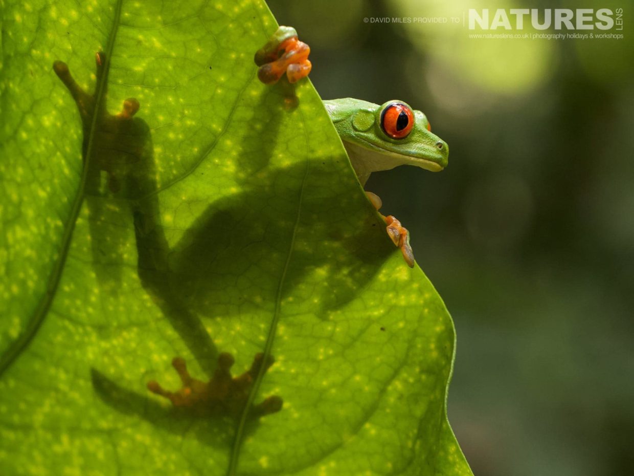 A Red Eyed Tree Frog Photographed In Costa Rica Whilst On A Natureslens Wildlife Photography Holiday