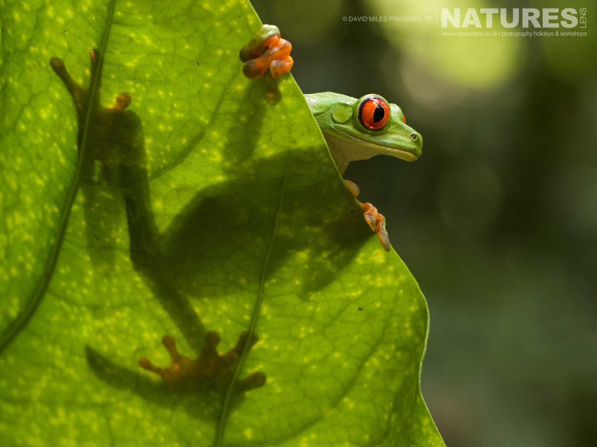 A Red Eyed Tree Frog Photographed In Costa Rica During A Natureslens Wildlife Photography Holiday