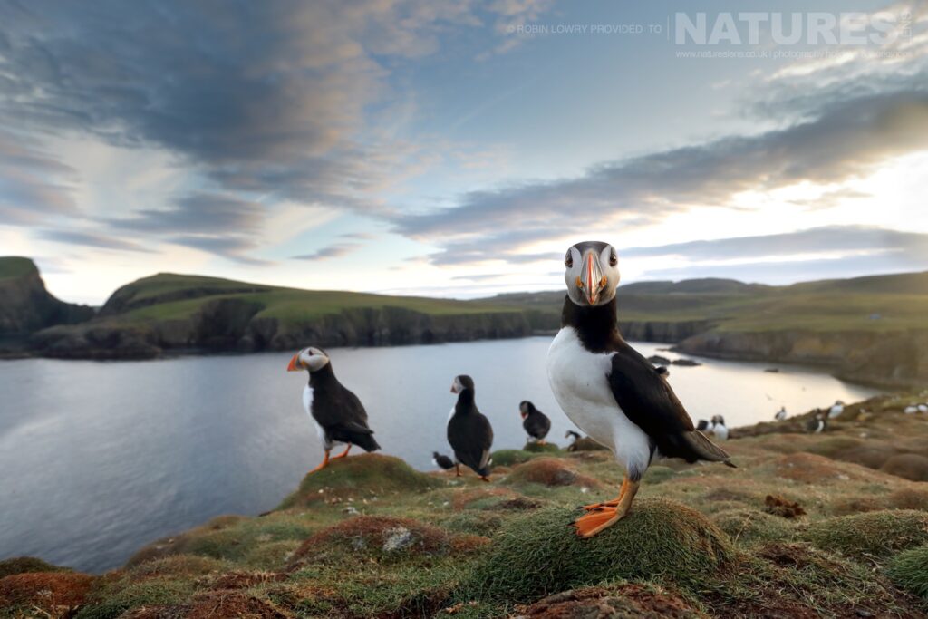 A Group Of The Puffins Of Fair Isle This Image Was Captured During The Natureslens Atlantic Puffins Of Fair Isle Photography Holiday