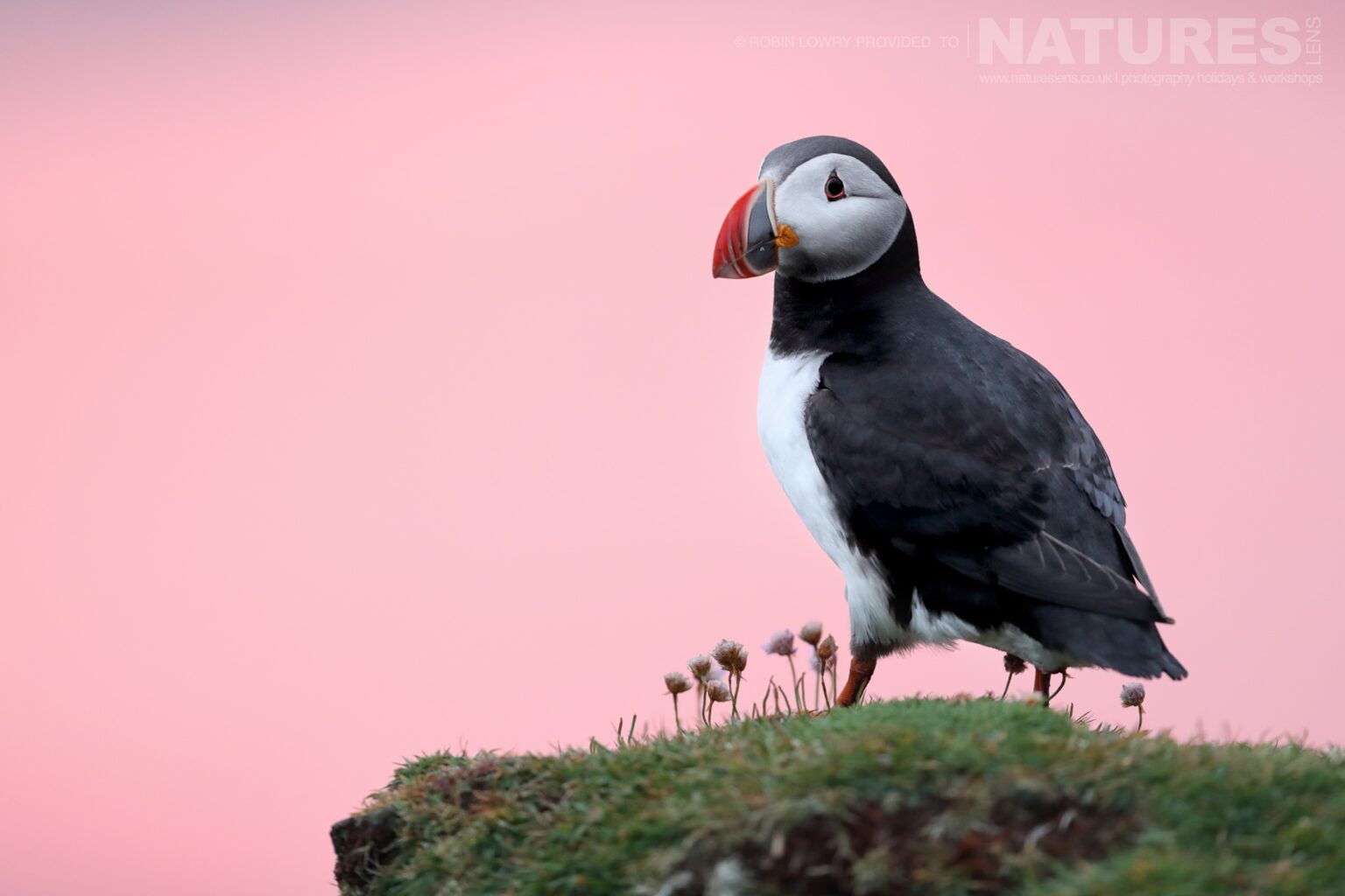 A Lone Atlantic Puffin Of Fair Isle Against A Beautiful Pink Sky This Image Was Captured During The Natureslens Atlantic Puffins Of Fair Isle Photography Holiday