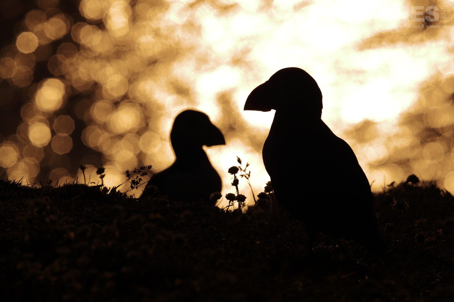 A pair of the Puffins of Fair Isle flies at sunset - this image was captured during the NaturesLens Atlantic Puffins of Fair Isle photography holiday
