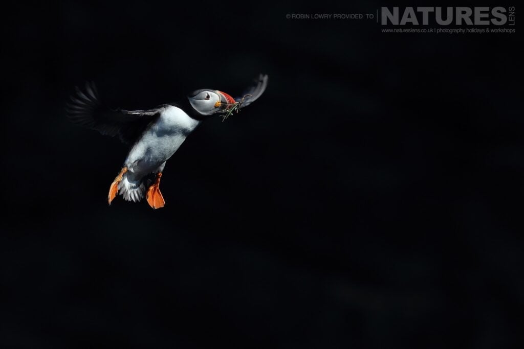 Photograph the Atlantic Puffins of Fair Isle with NaturesLens in 2027