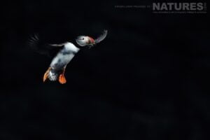An Atlantic Flies In With Nesting Material This Image Was Captured During A Natureslens Atlantic Puffins Photography Holiday