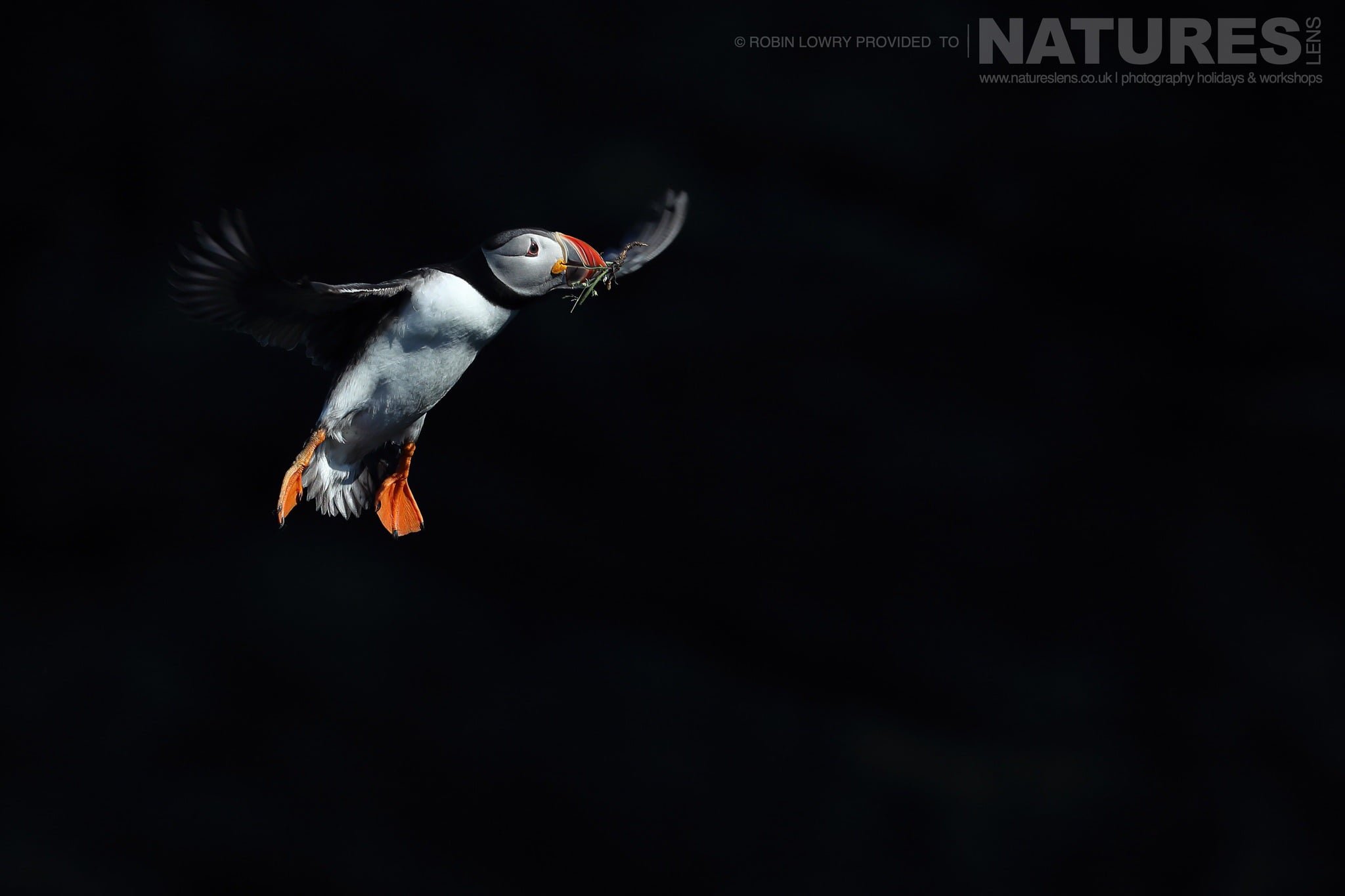 A group of the Puffins of Fair Isle - this image was captured during the NaturesLens Atlantic Puffins of Fair Isle photography holiday