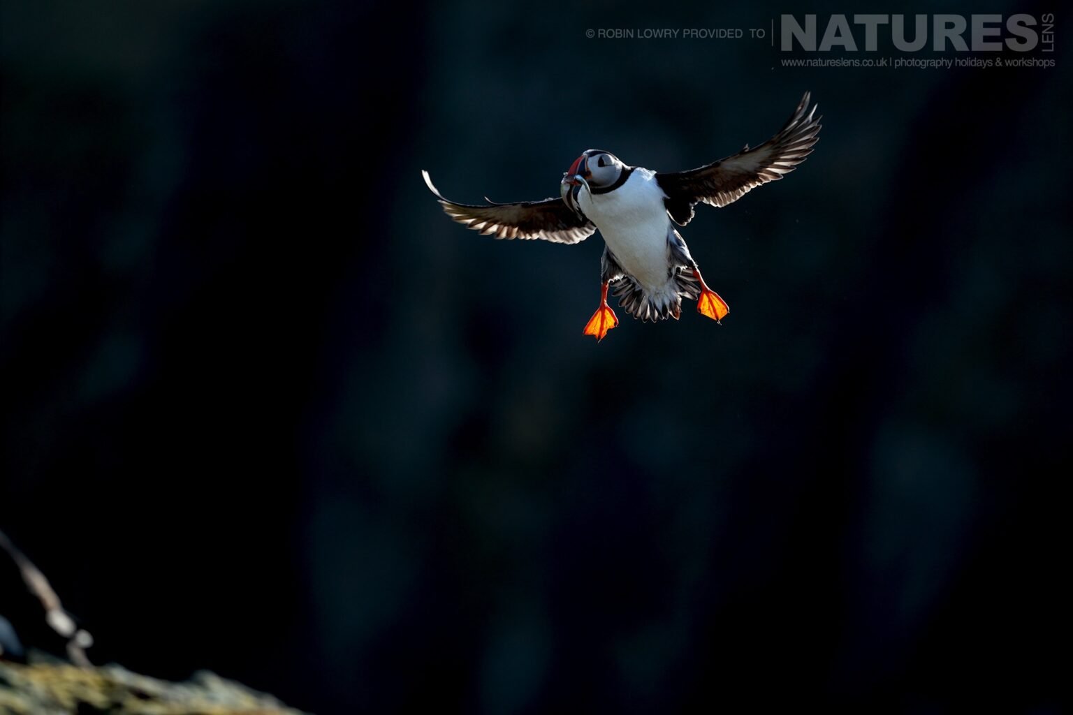 One Of The Puffins Of Fair Isle Flies In With Sand Eels This Image Was Captured During The Natureslens Atlantic Puffins Of Fair Isle Photography Holiday
