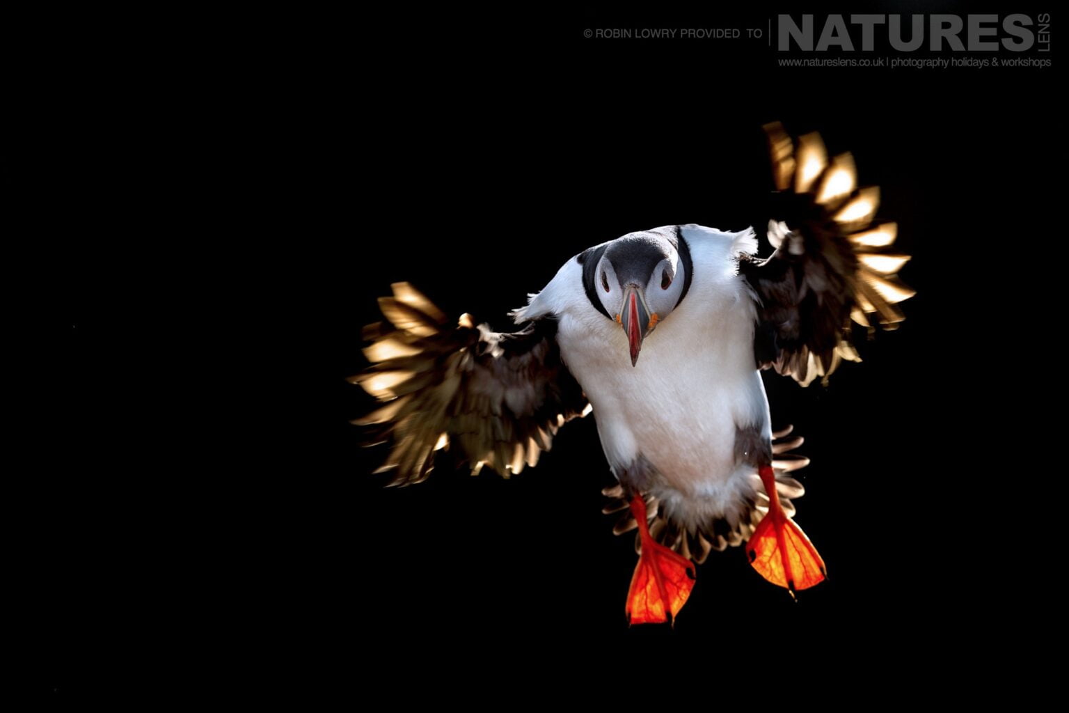 One Of The Puffins Of Fair Isle Flies In With The Sun Illuminating From Behind This Image Was Captured During The Natureslens Atlantic Puffins Of Fair Isle Photography Holiday