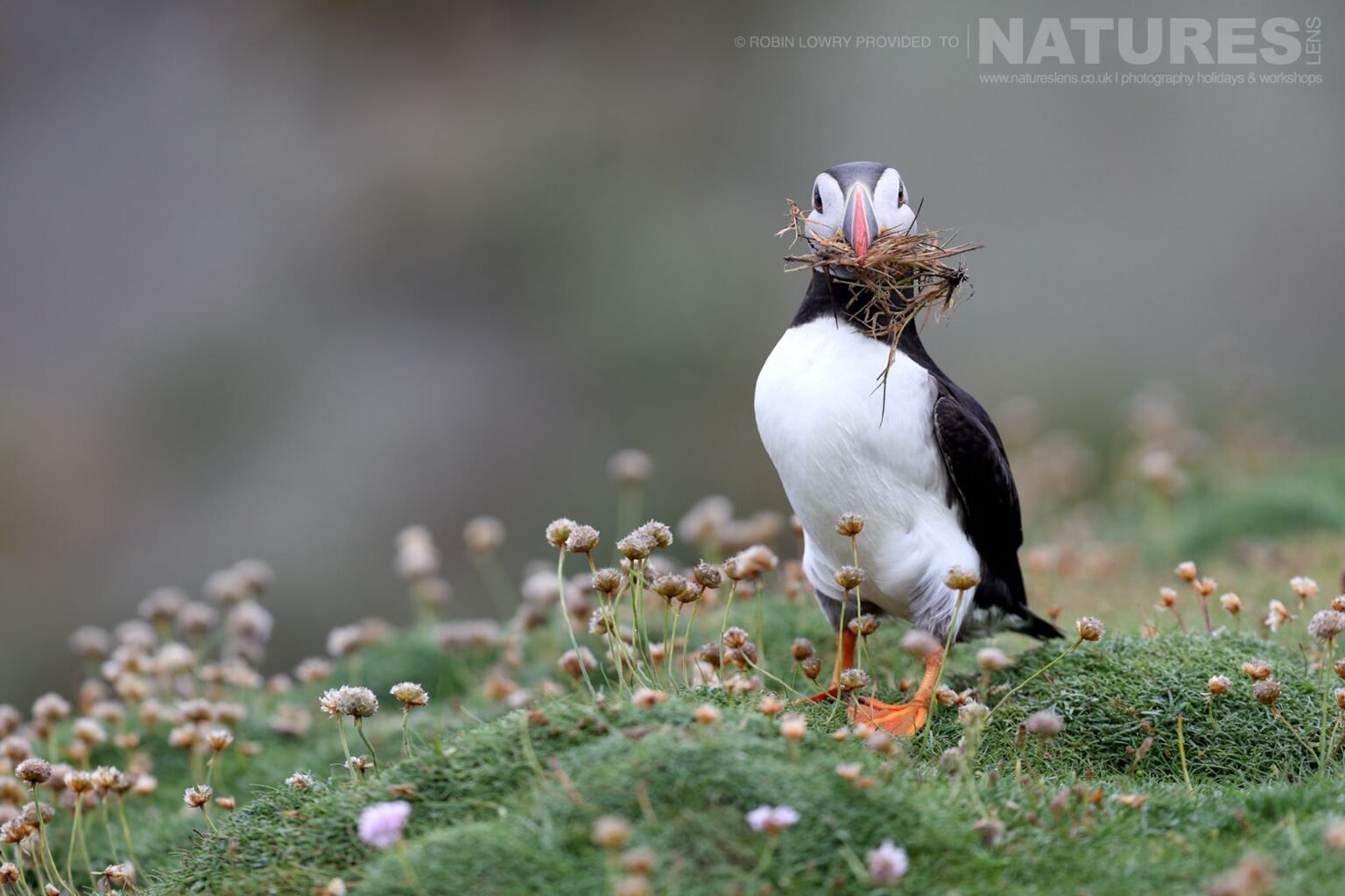 One of the Puffins of Fair Isle poses with a beak full of nesting material - this image was captured during the NaturesLens Atlantic Puffins of Fair Isle photography holiday