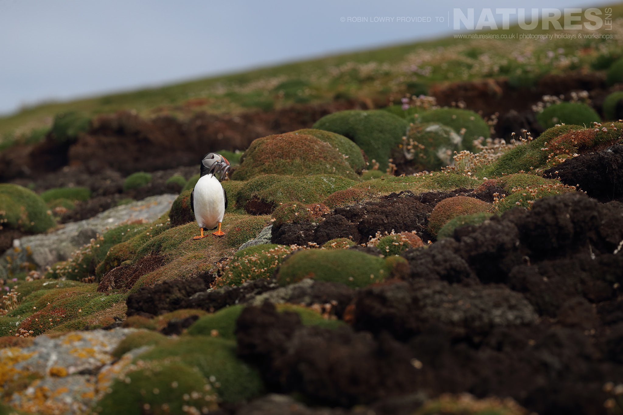 One of the Puffins of Fair Isle returns to the nest with a beak full of sand eels - this image was captured during the NaturesLens Atlantic Puffins of Fair Isle photography holiday