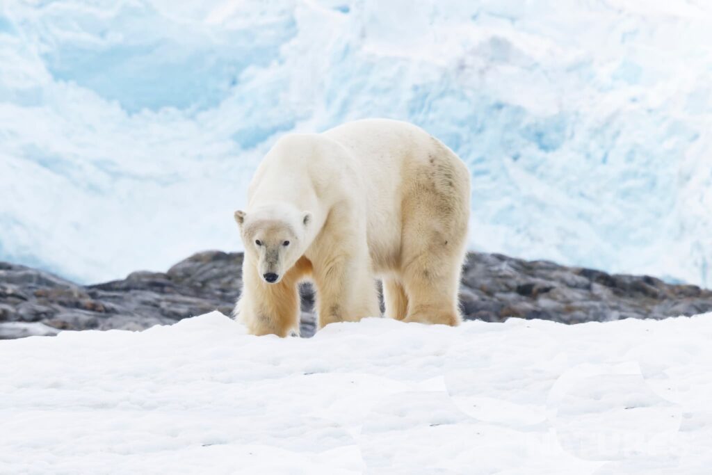 Photograph the Polar Wildlife of Svalbard