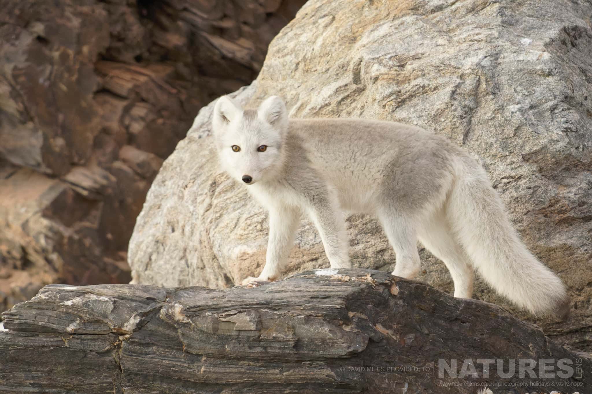 An Arctic Fox On A Rocky Beach Stares At The Photographer Typical Of The Kind Of Image We Hope You Will Capture During Our Polar Wildlife Of Svalbard Photography Holiday