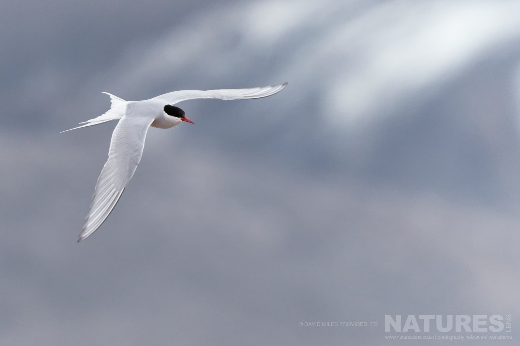 An Arctic Tern Typical Of The Kind Of Image We Hope You Will Capture During Our Polar Wildlife Of Svalbard Photography Holiday