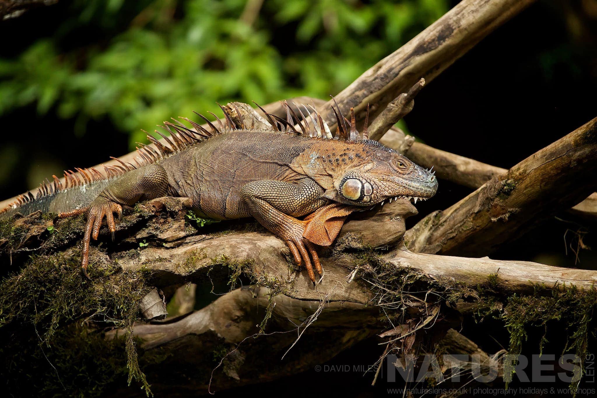 A Basilisk In Its Environment Typical Of The Kind Of Image We Hope You Will Capture During Our Costa Rican Wildlife Photography Holiday