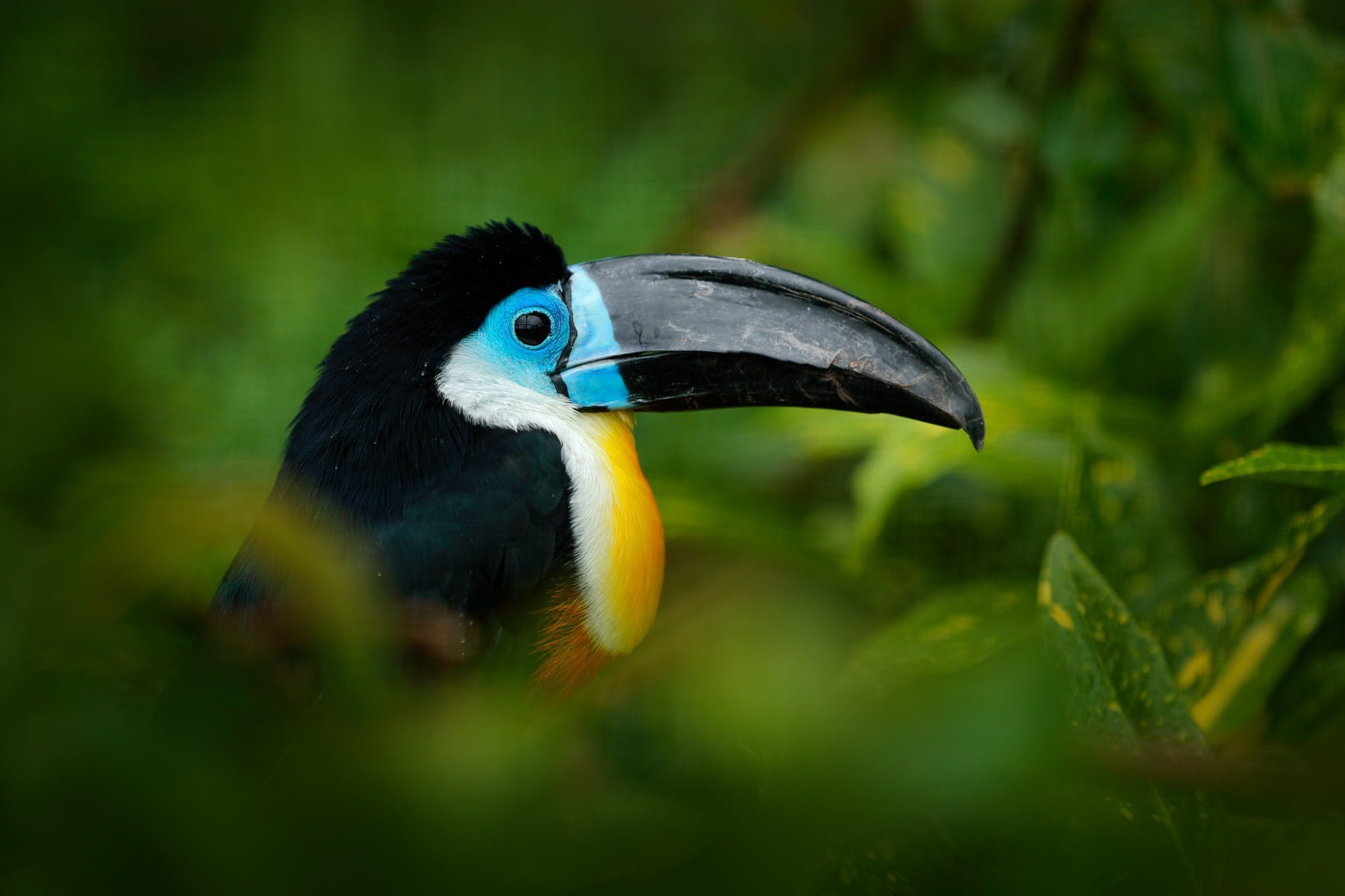 A Channel billed Toucan photographed within Colombias tropical green jungles