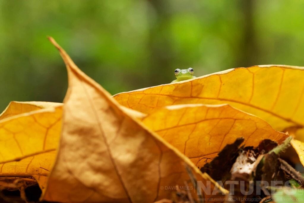 A Ghost Glass Frog Peering Over A Yellow Leaf Typical Of The Kind Of Image We Hope You Will Capture During Our Costa Rican Wildlife Photography Holiday A Ghost Glass Frog Peering Over The Edge Of A Yellow Leaf In The Costa Rican Rainforest