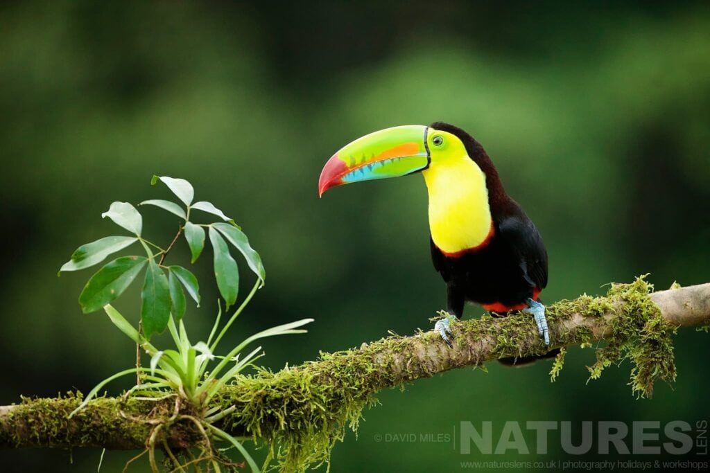 View Discover why the Toucans in Costa Rica are absolutely stunning