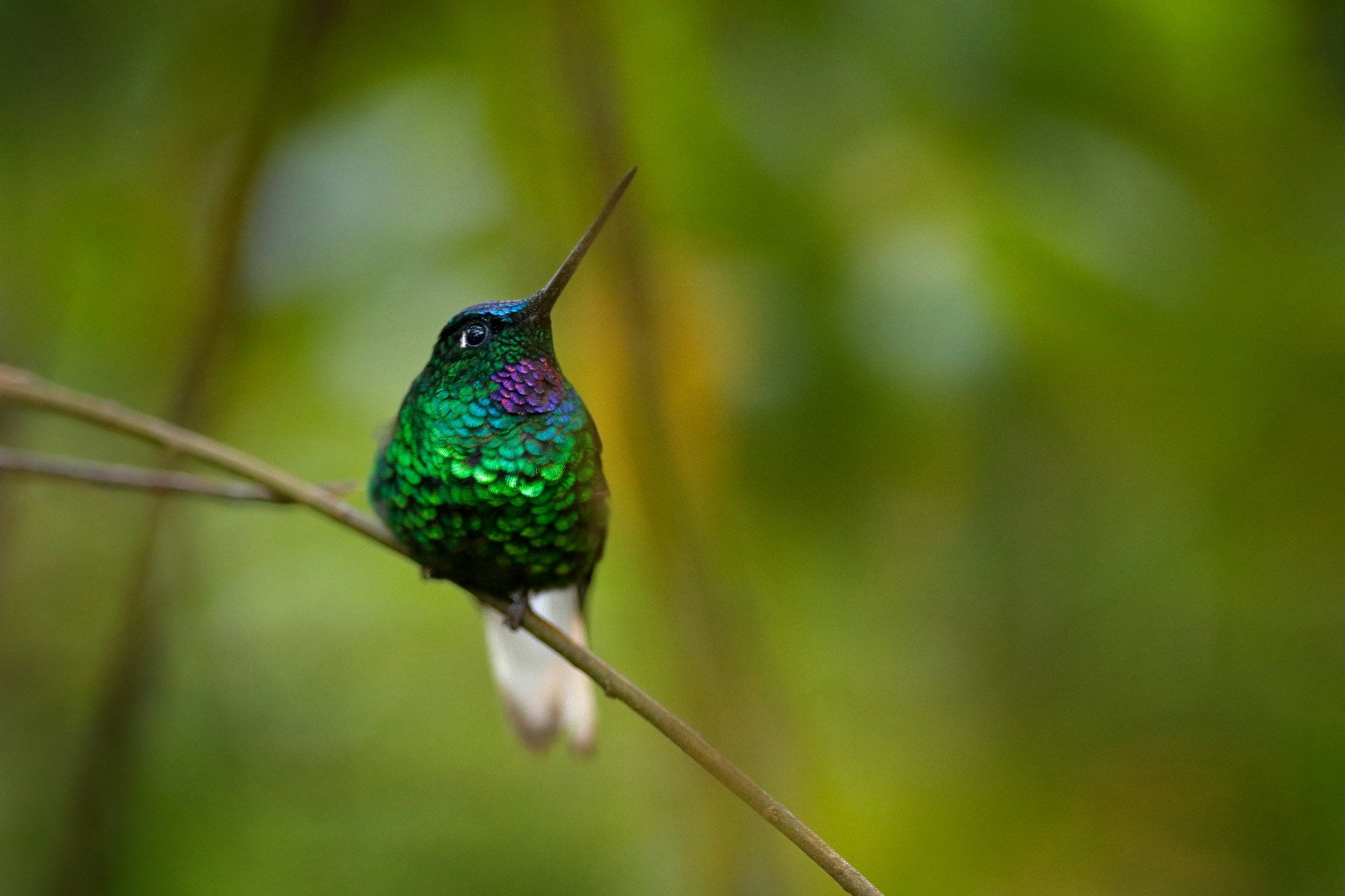 A  White-tailed Starfrontlet Hummingbird photographed in Colombia