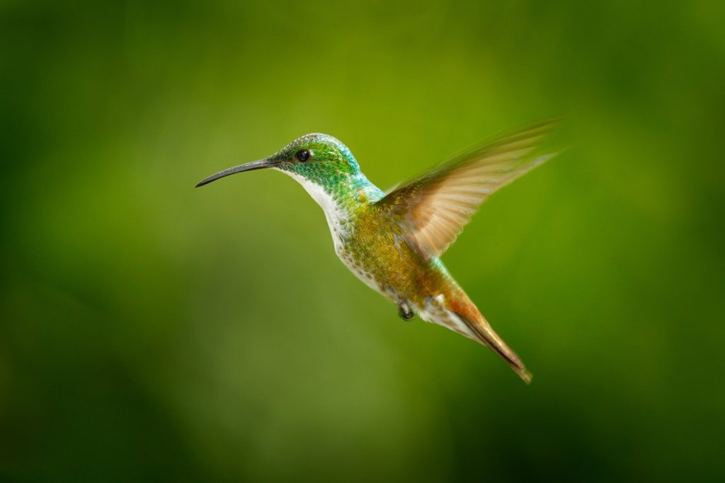 An Andean Emerald Hummingbird photographed in Colombia