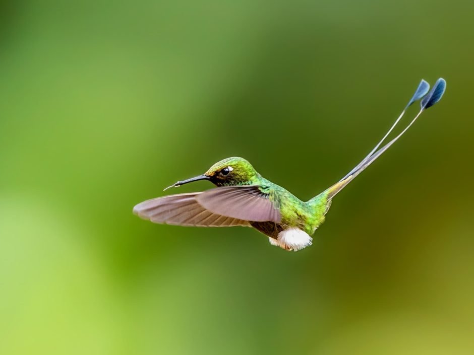 Long Tailed Sylph Hummingbird In Flight