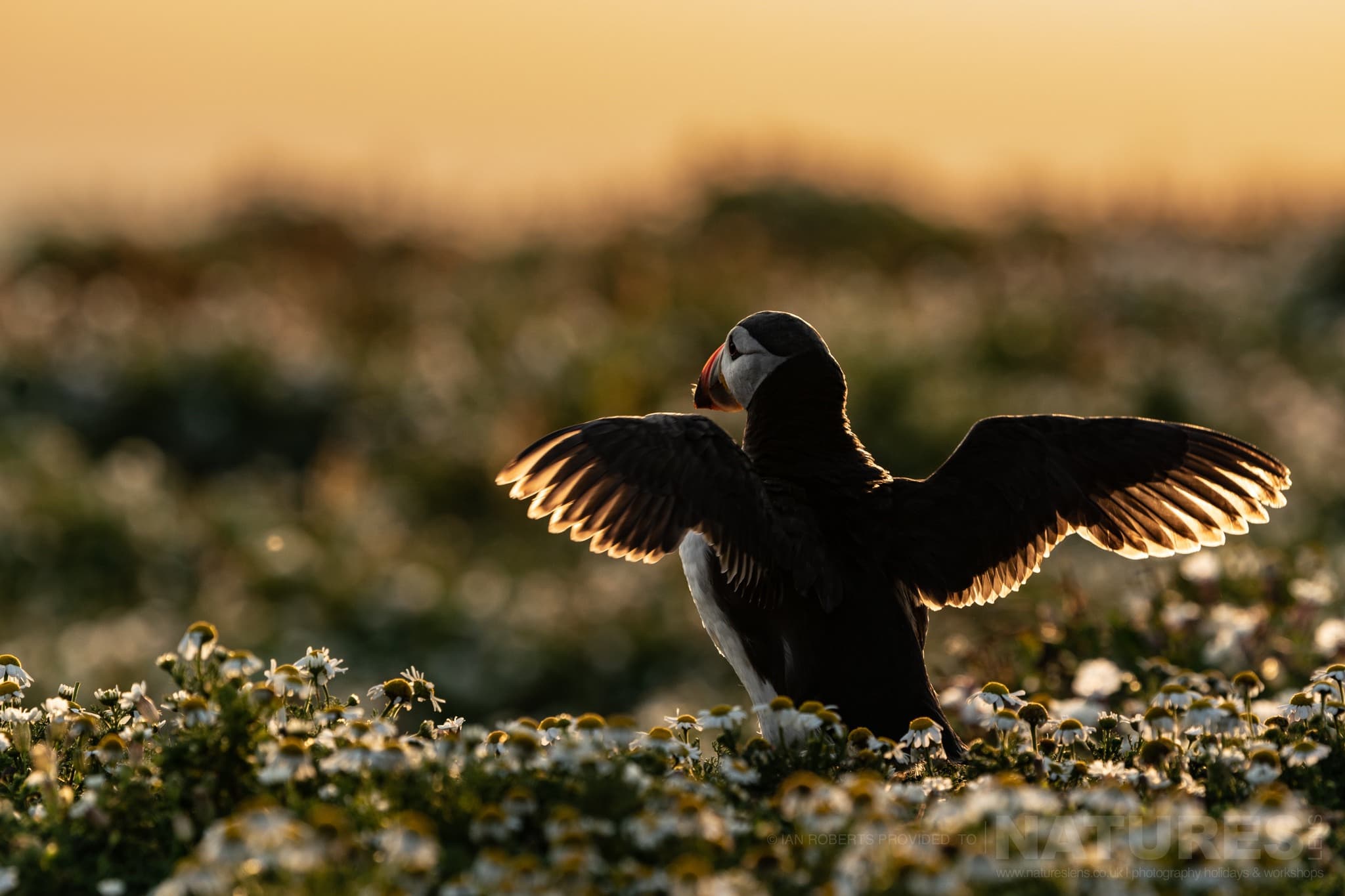 A Puffin Stretches Its Wings, Illuminated From Behind By The Light Of The Rising Sun 