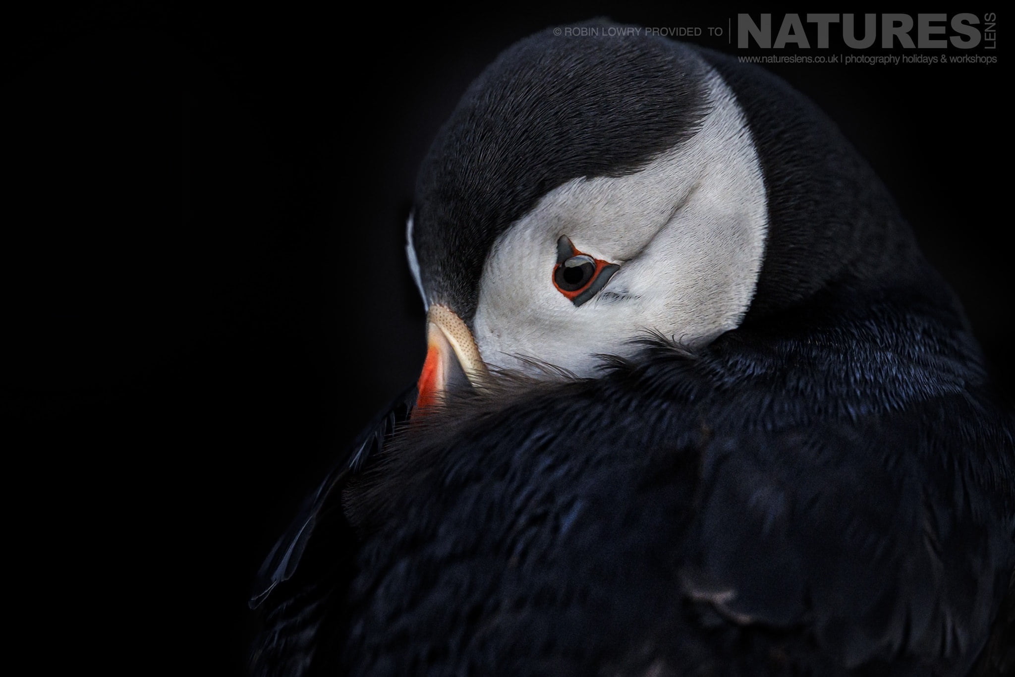 One Of The Puffins Of Skomer Buries It's Face In Feathers