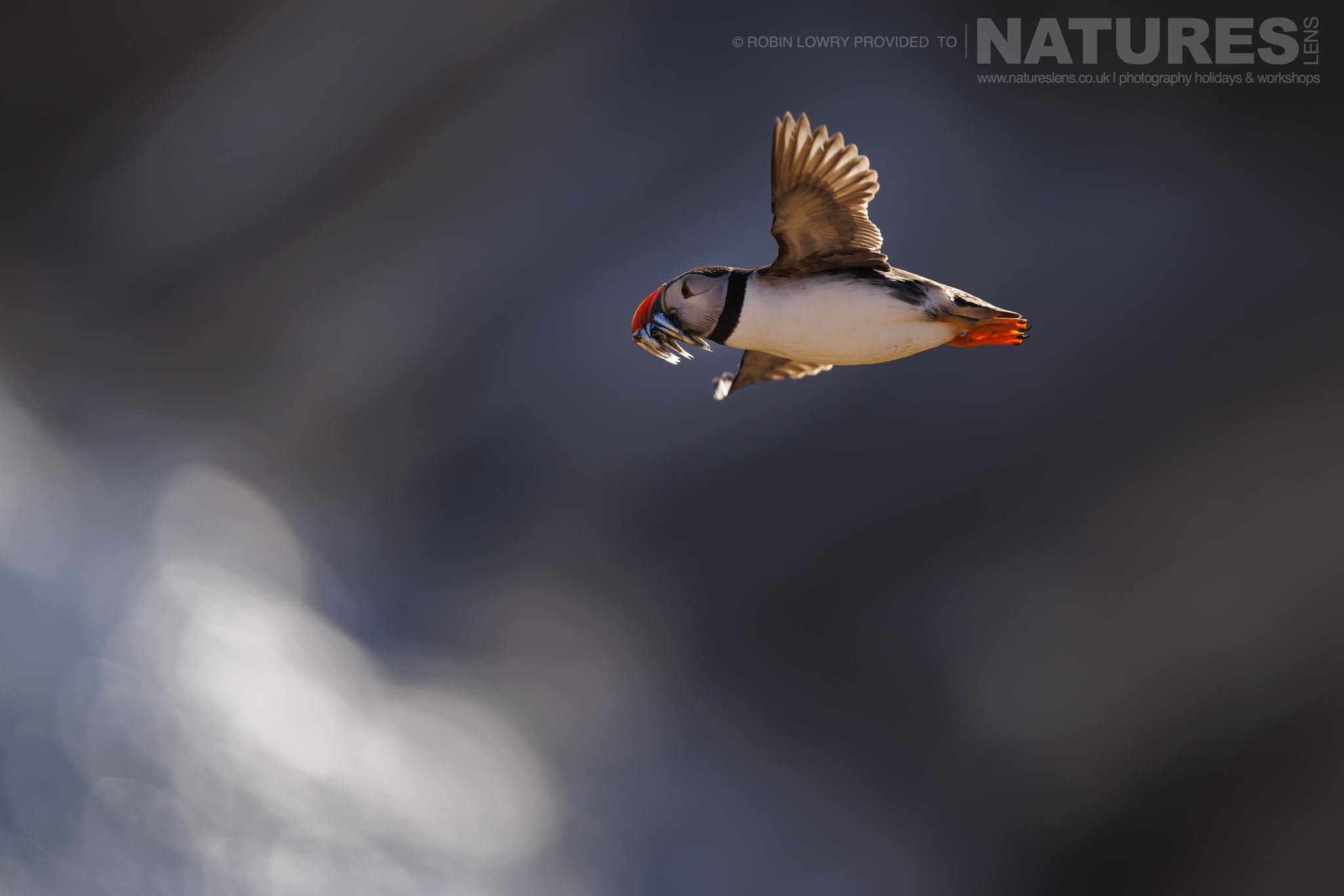 One of the Puffins of Skomer flies past with a beak full of sand eels - this image was captured during the NaturesLens Comical Puffins of Skomer Island photography holiday