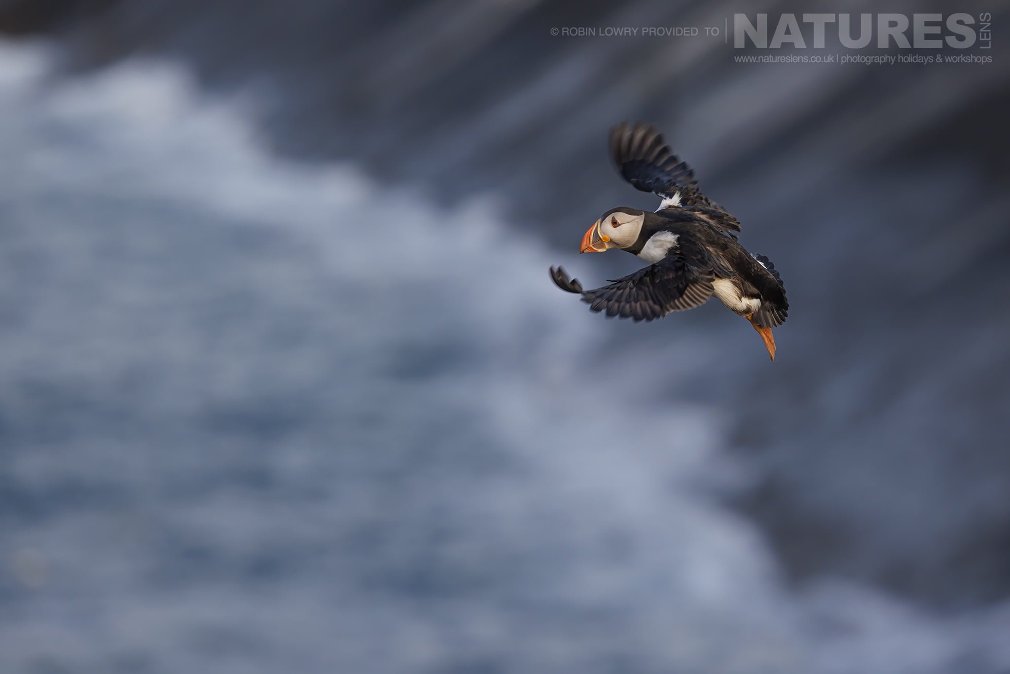 One Of The Puffins Of Skomer Makes A Fly Past