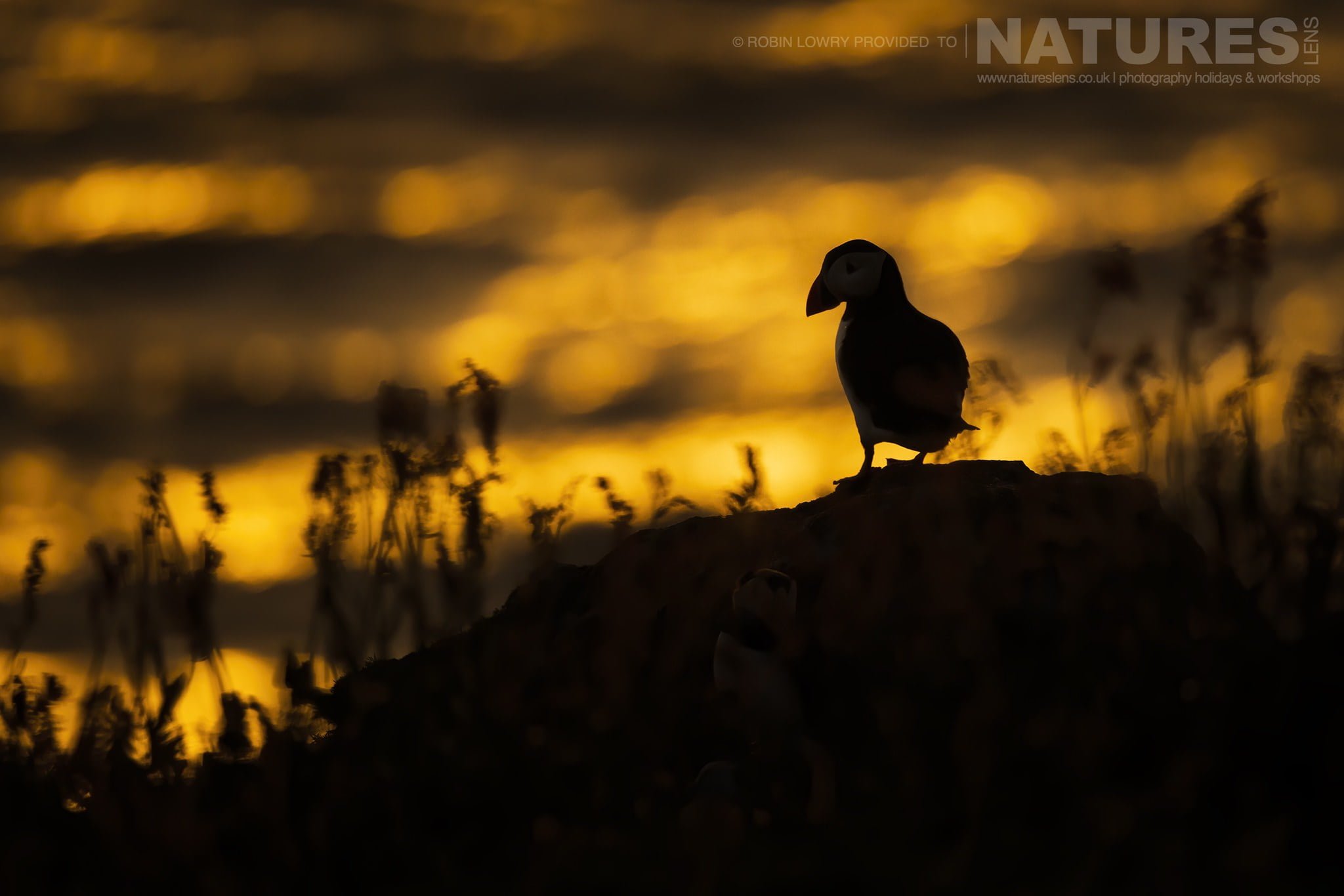 One Of The Puffins Of Skomer Poses At Sunset