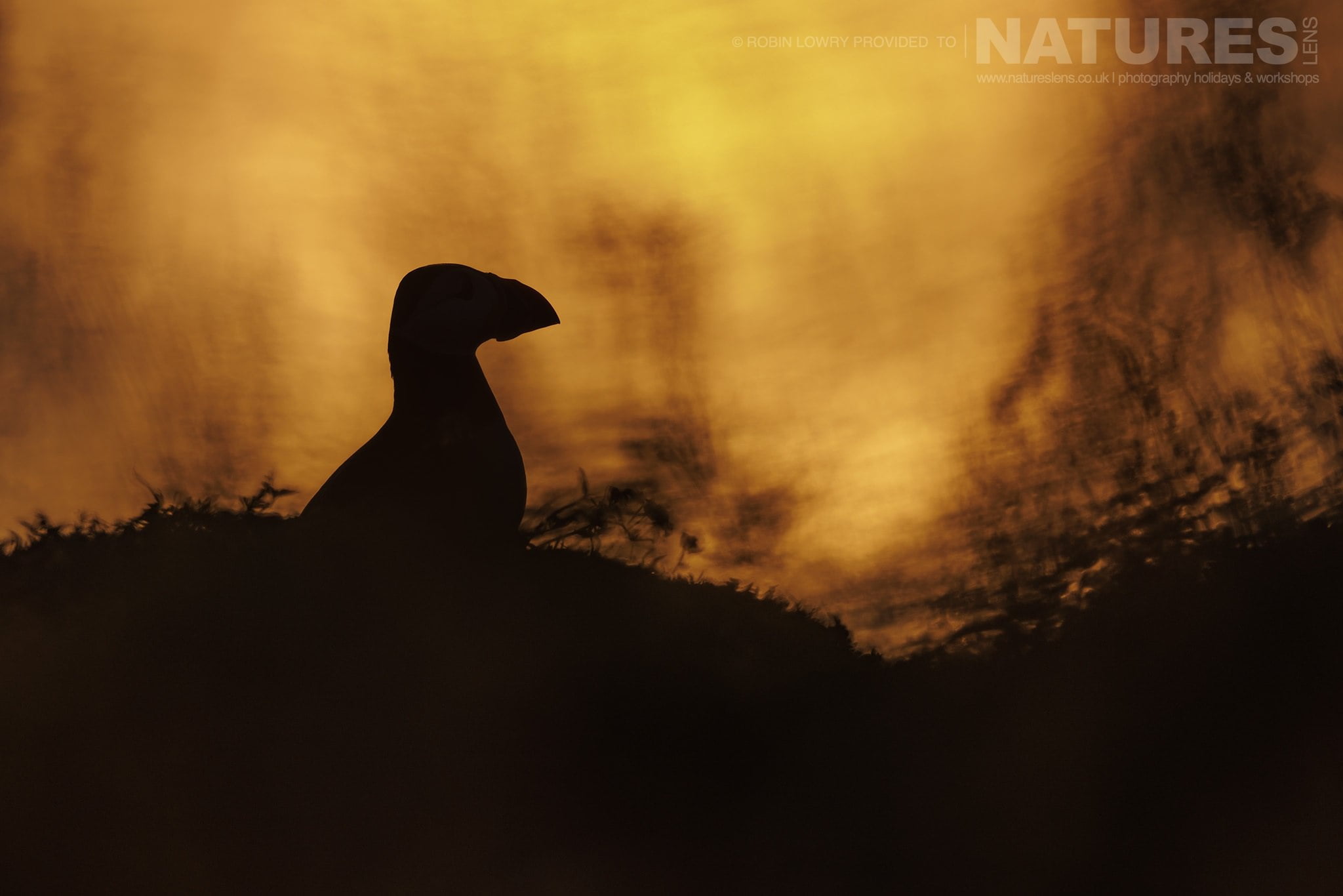 One of the Puffins of Skomer poses at sunset - this image was captured during the NaturesLens Comical Puffins of Skomer Island photography holiday