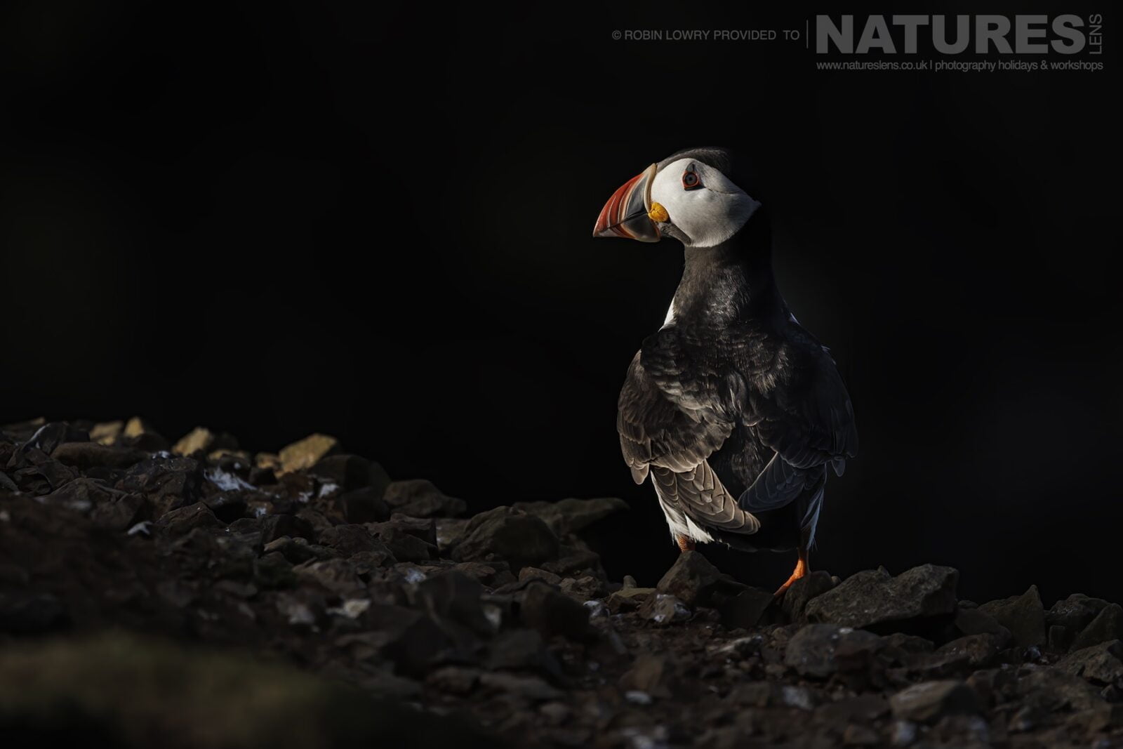 One Of The Puffins Of Skomer Poses In The Late Light Of The Day This Image Was Captured During The Natureslens Comical Puffins Of Skomer Island Photography Holiday