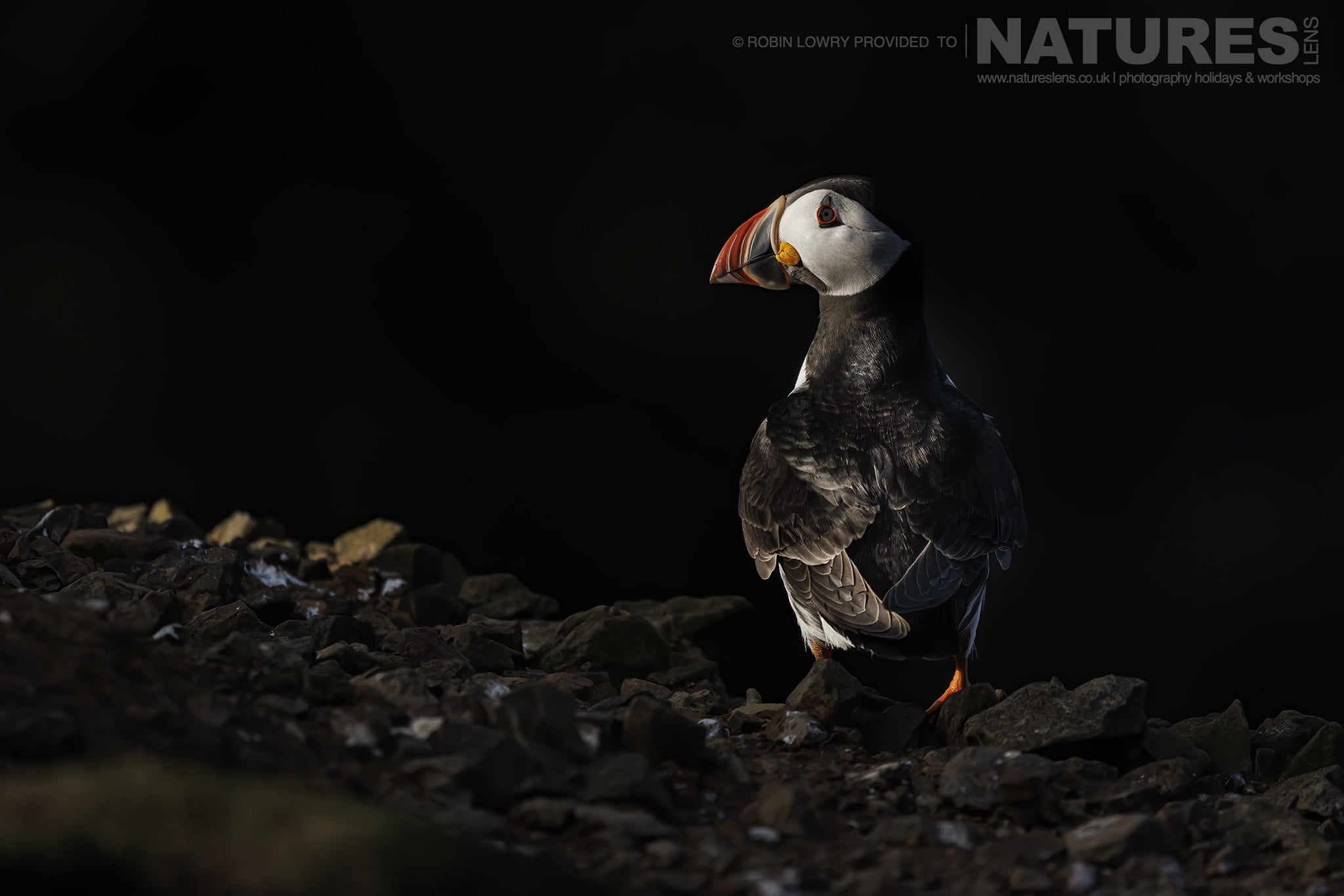 One of the Puffins of Skomer poses in the late light of the day - this image was captured during the NaturesLens Comical Puffins of Skomer Island photography holiday