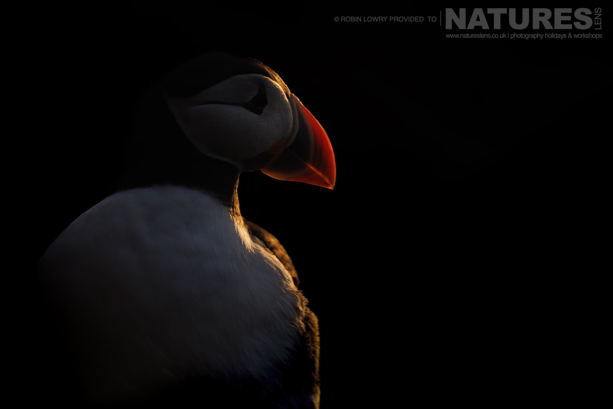 One Of The Puffins Of Skomer Poses In The Soft Light Of Evening