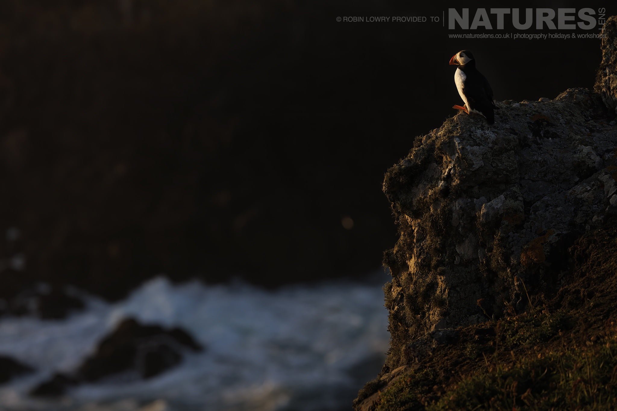 One Of The Puffins Of Skomer Poses On A Rocky Outcrop At Sunset
