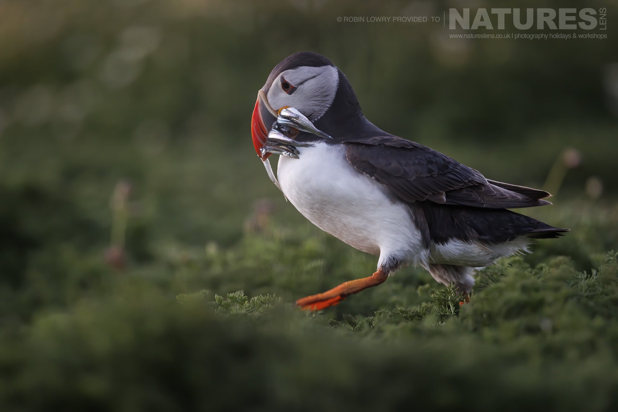 One Of The Puffins Of Skomer Returns To The Burrows With A Beak Full Of Sand Eels