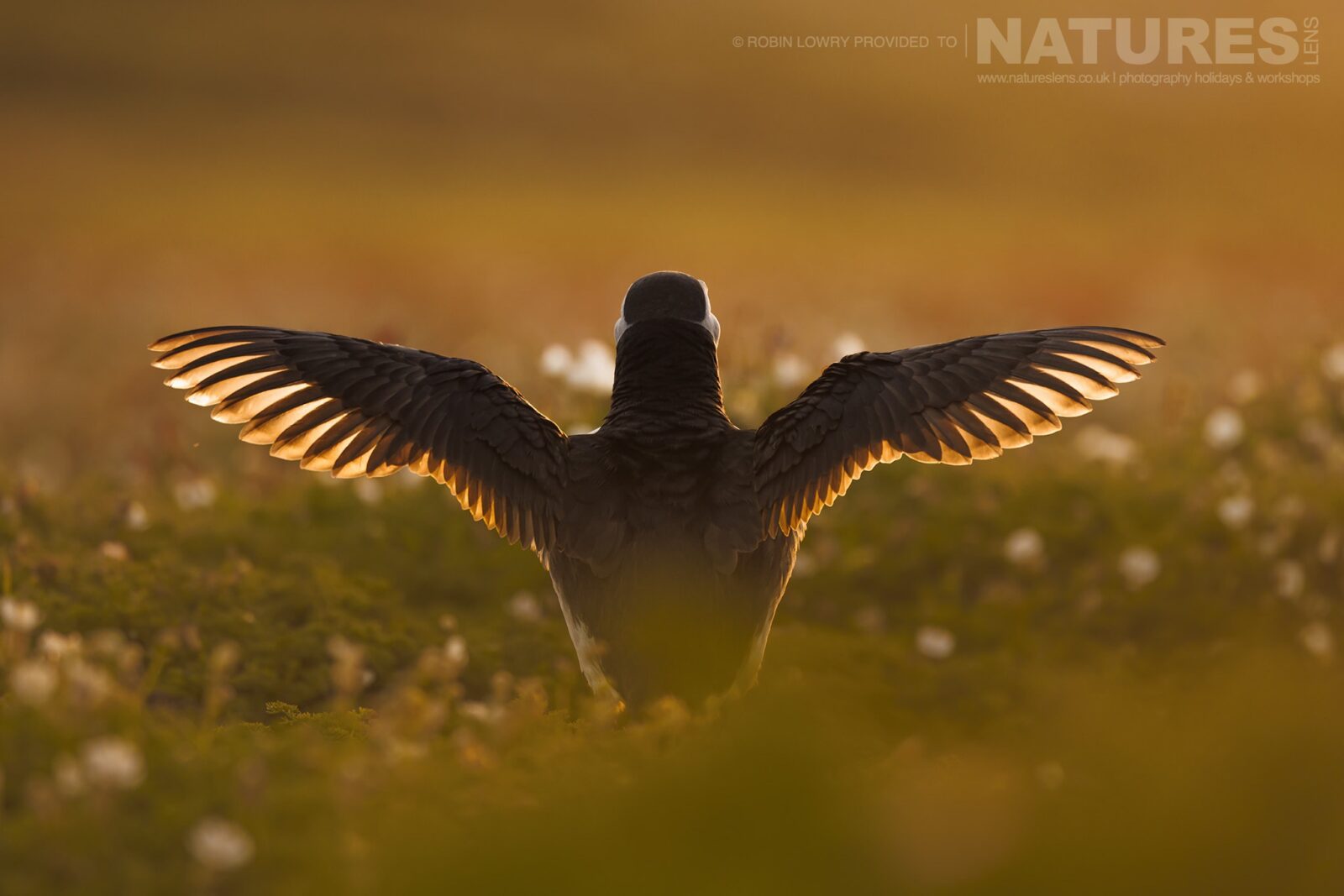 One Of The Puffins Of Skomer Stretches It'S Wings In The Evening Light This Image Was Captured During The Natureslens Comical Puffins Of Skomer Island Photography Holiday