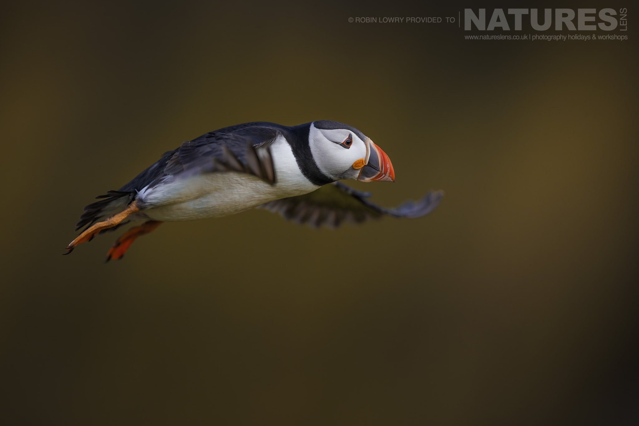 One Of The Puffins Of Skomer Takes Flight In The Soft Light Of Sunset
